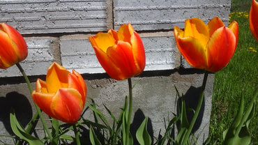 Halley's Comet Jumbo Perennial Tulip Seeds