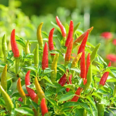 Chilli Hybrid Xingchango Vegetable Seeds
