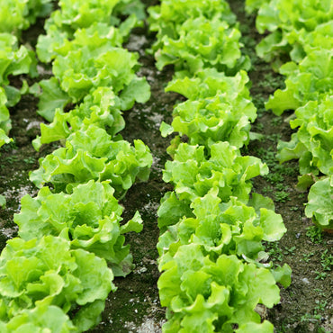 Lettuce- Black Seeded