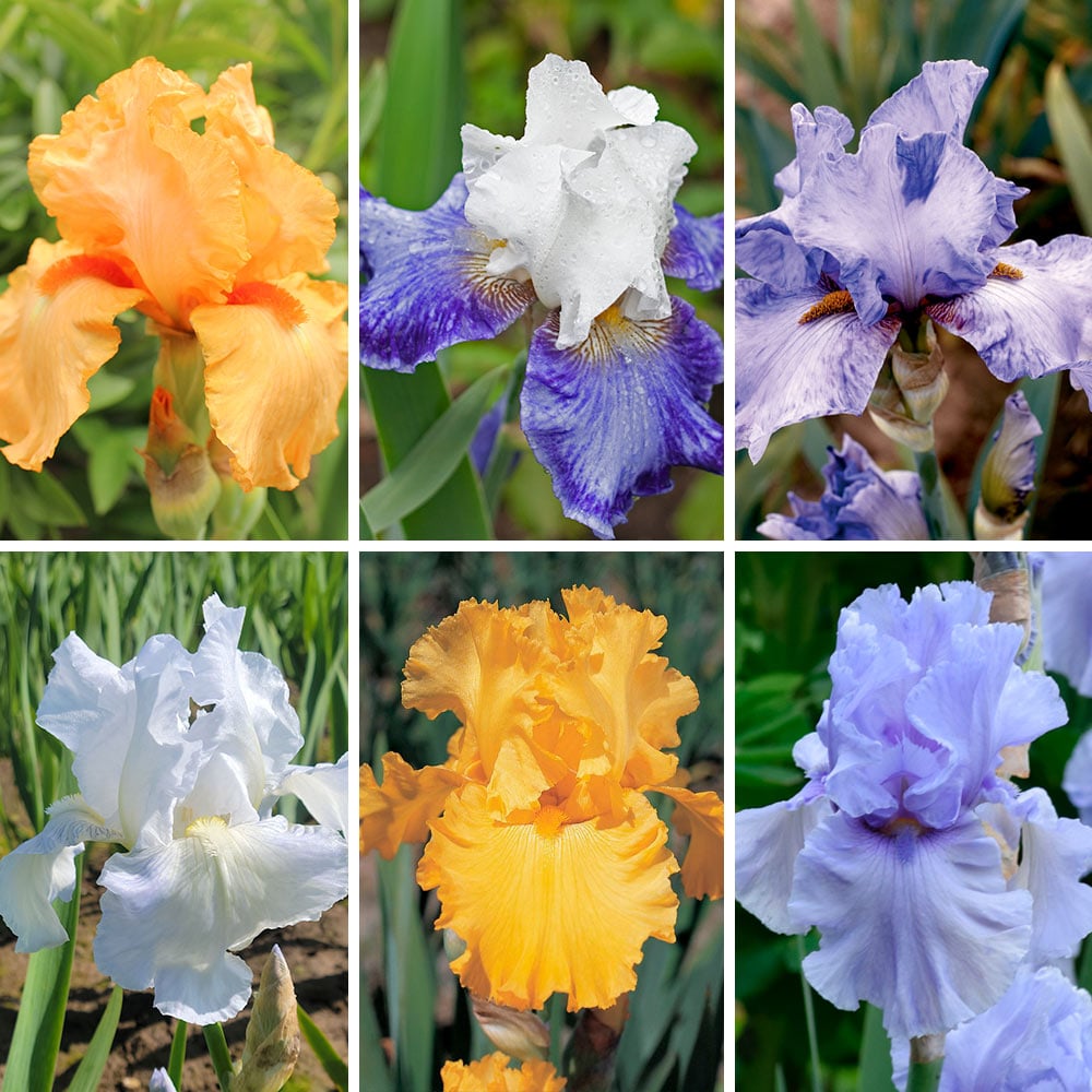 Twice as Nice Reblooming Iris Collection