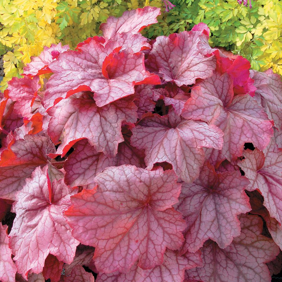 Georgia Peach Heuchera