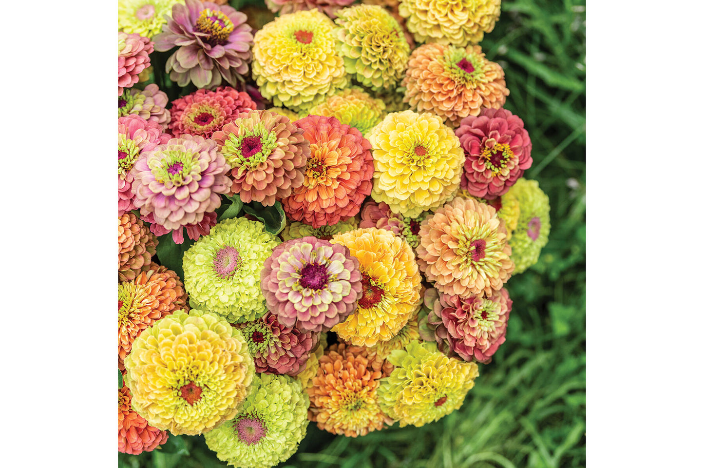 Queen Mix – Zinnia Seed