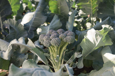 Monflor – One-Cut Broccoli Seeds