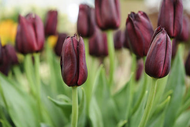 Hot Chocolate Tulip Seeds
