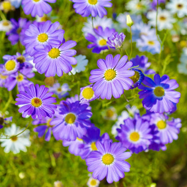 Blue Iberidifolia Flower Seeds for Planting – Heirloom, Non-GMO, Easy to Grow, Perfect for Gardens