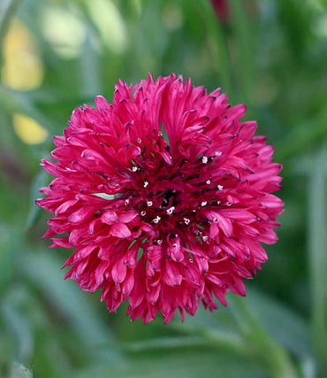 Cornflower- Red Ball