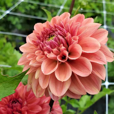 Dahlia- Lady Ice (Tuber)
