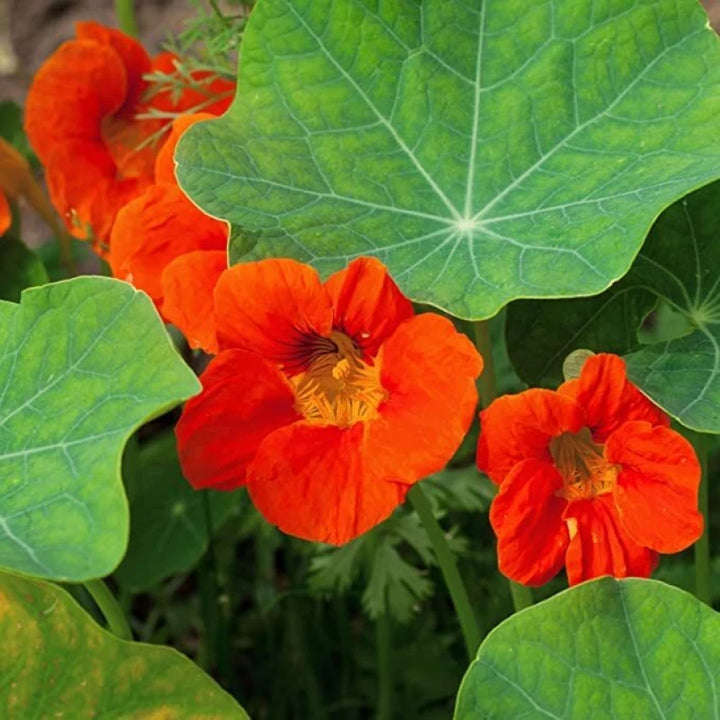 Orange Hanging Nasturtium Seeds for Planting- Heirloom seeds for Home Garden, GMO Free