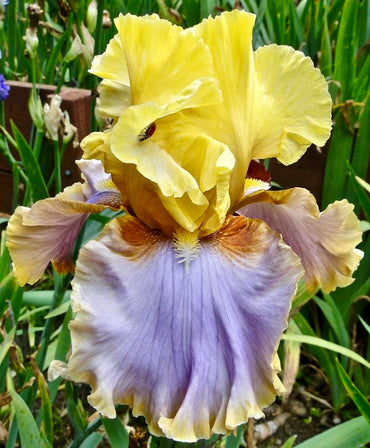 Repertoire Bearded Iris Seeds