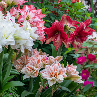 Double-Flowered Amaryllis Bulbs