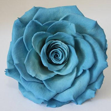 Exotic Rainbow Rose Plants Mixed Colors Rosa Planta Seeds