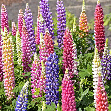 Lupine Blossoms - Seeds