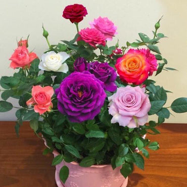 Rose Mixed Color Flower Seeds for Planting – Heirloom Non-GMO Seeds