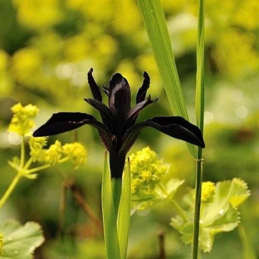 Siberian Iris Roots Black Flowered Seeds