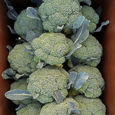 Emerald Crown – Broccoli Seed