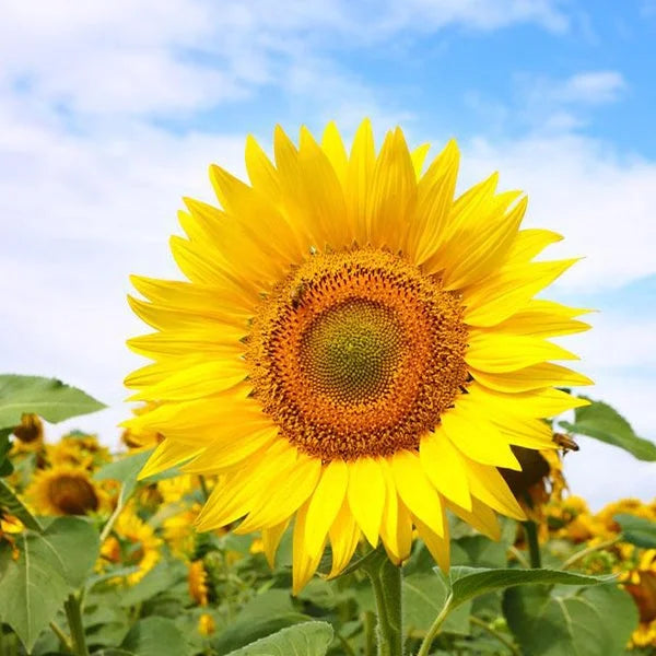 Sweet Sunflower Seeds