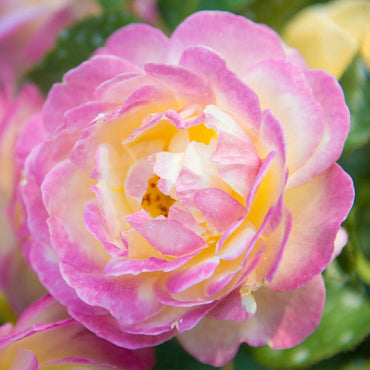 Life of the Party Floribunda Rose