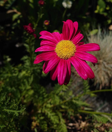 Painted Daisy- Robinson's Blend