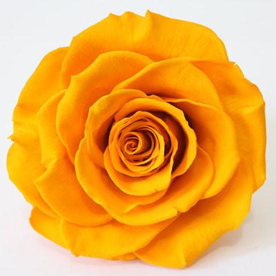 Exotic Rainbow Rose Plants Mixed Colors Rosa Planta Seeds