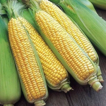 Corn, Sweet- Balinese