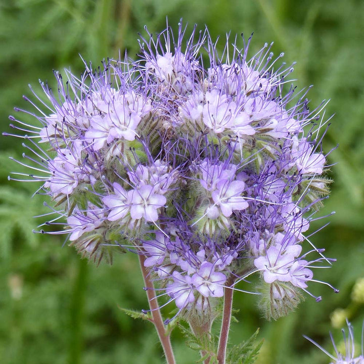 Heirloom Non-GMO Violet Lacy Phacelia Flower Seeds for Garden Pollinator Planting