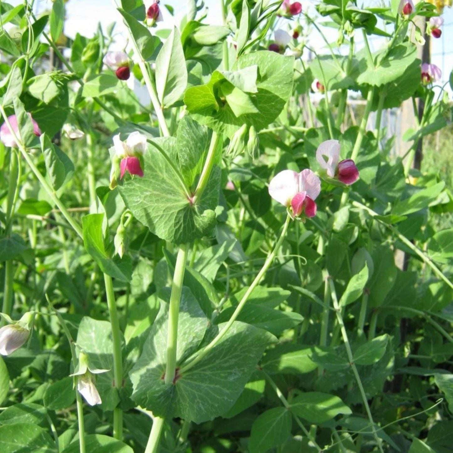 Dwarf Grey Sugar – Pea Seed