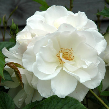 Iceberg Floribunda Rose