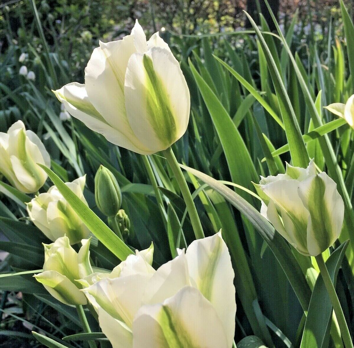 Spring Green Tulip Seeds