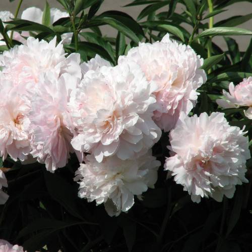 Mme. Calot Peony