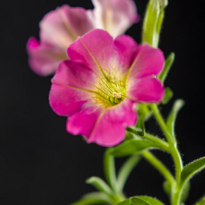 Yellow & Pink Petunia Flower Seeds for Planting - Heirloom, NON-GMO, Vibrant Garden Blooms