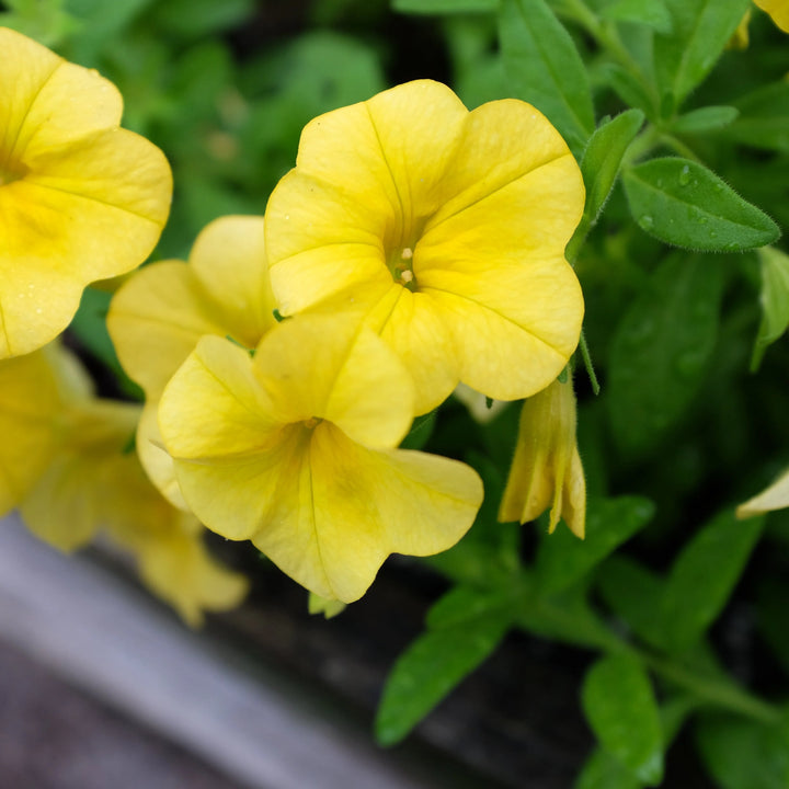 Yellow Calibrachoa Seeds for Planting – Bright Blooms, Organic, Heirloom, Non-GMO
