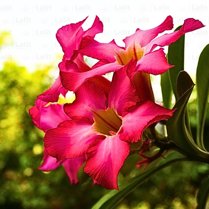 Obesum Flower Seeds for Planting, 100