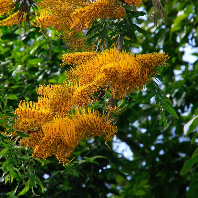 Grevillea Robusta Tree Seeds
