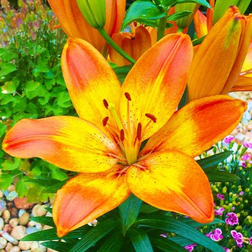 Pot Asiatic Lily- Happy Memories
