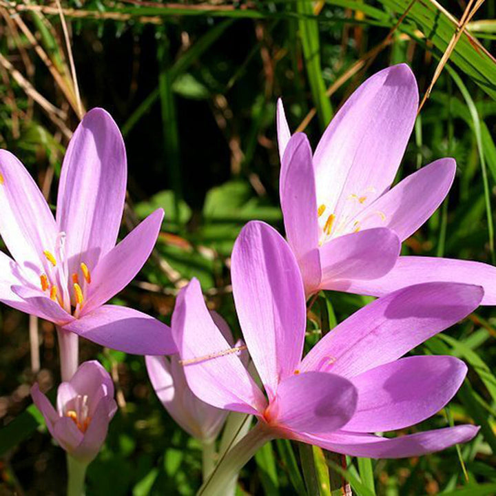 Heirloom Non-GMO Purple Colchicum Flower Seeds for Autumn Garden Planting