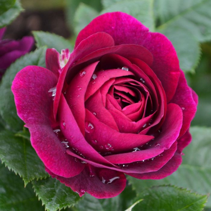 Twilight Zone Grandiflora Rose