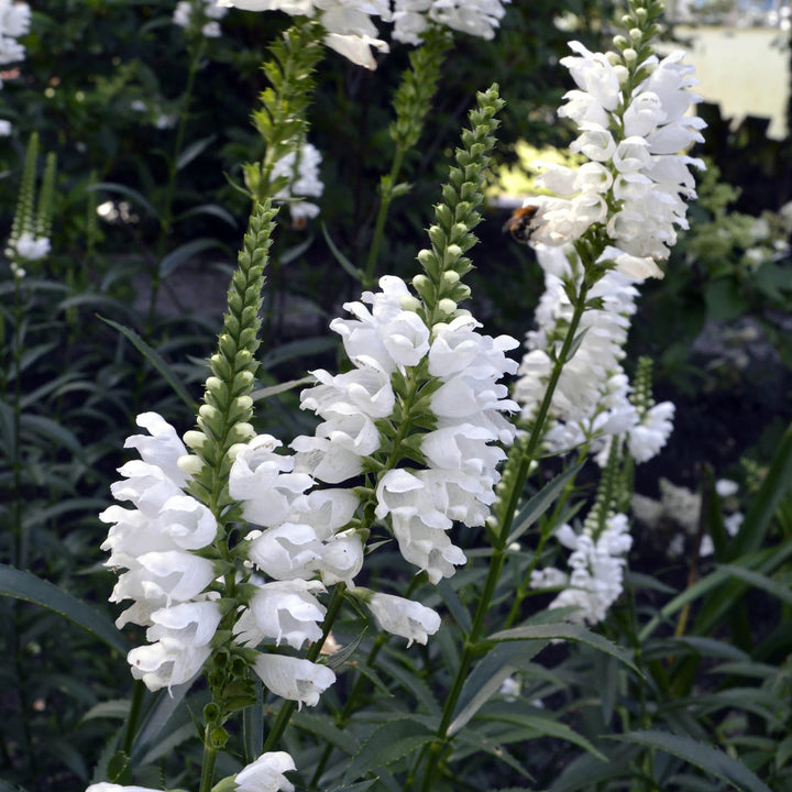 Heirloom Non-GMO White Physostegia Flower Seeds for Elegant Garden Borders and Seasonal Planting