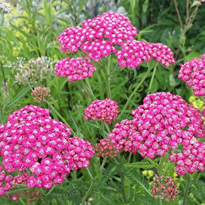 Heirloom Non-GMO Cerise Achillea Flower Seeds for Pollinator-Friendly Perennial Garden Planting