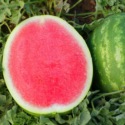 Gentility – Watermelon Seed