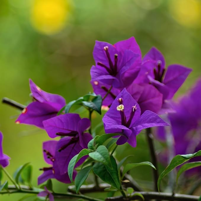 Organic Purple Bougainvillea Flower Seeds for Planting – Heirloom & Non-GMO Garden Seeds