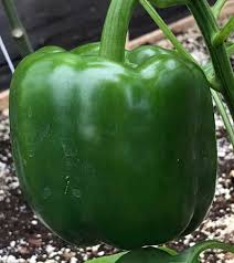 Intruder – Bell Pepper Seed