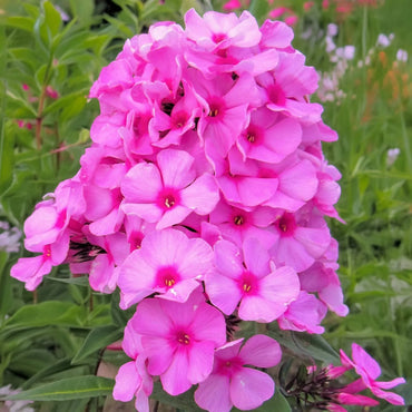 Eva Cullum Phlox