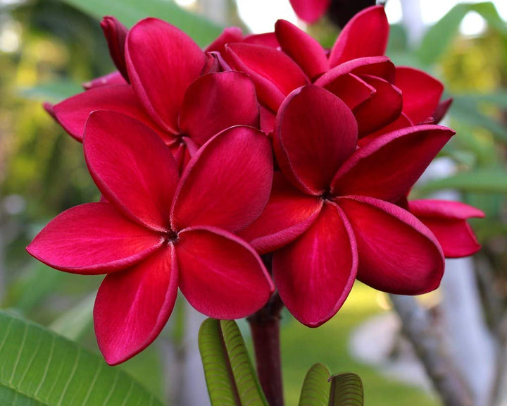 Organic Red Frangipani Flower Seeds for Planting – Heirloom, Non-GMO