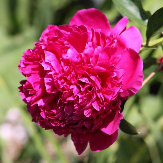 Karl Rosenfield Peony