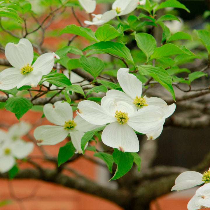 Heirloom Non-GMO Cornus Flower Seeds for Garden Planting – Ornamental Dogwood Blooms
