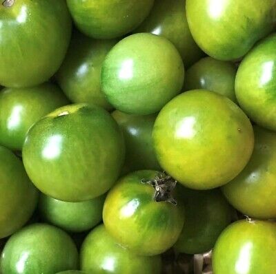 Sungreen 4029 – Tomato Seed