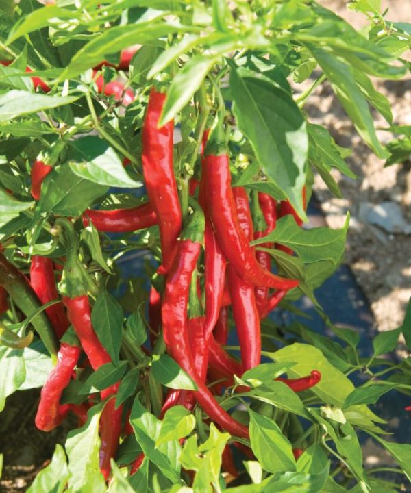 Flaming Flare – Fresno Pepper Seed