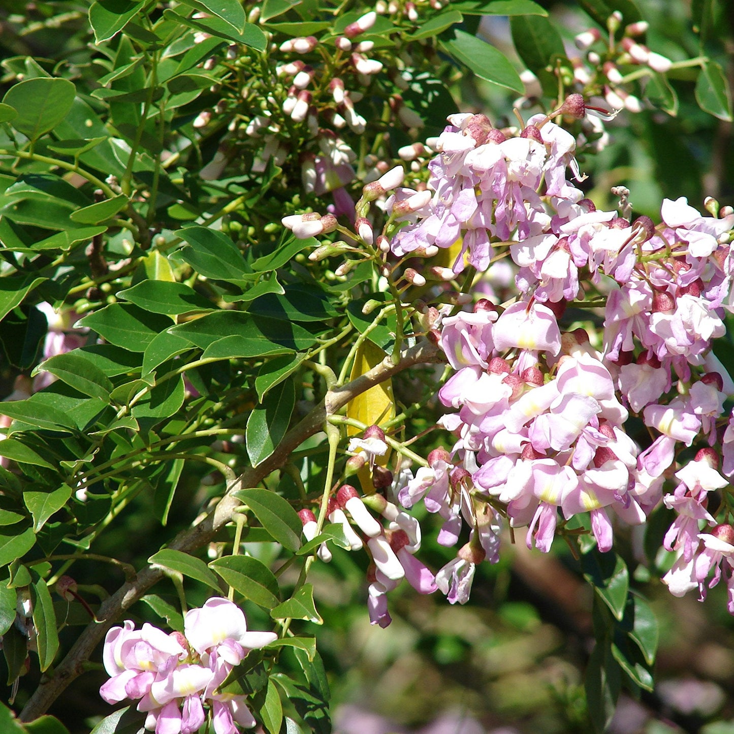 Gliricidia Maculata & Gliricidia Sepium Seeds