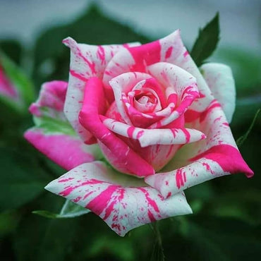 White & Pink Rose Mix Heirloom Non-GMO Seeds for Planting