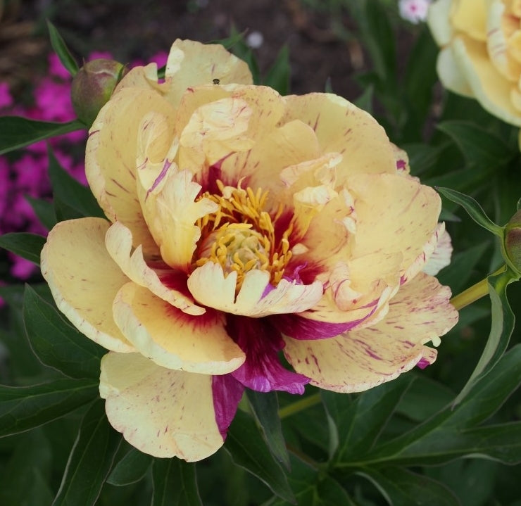 Lollipop Itoh Peony